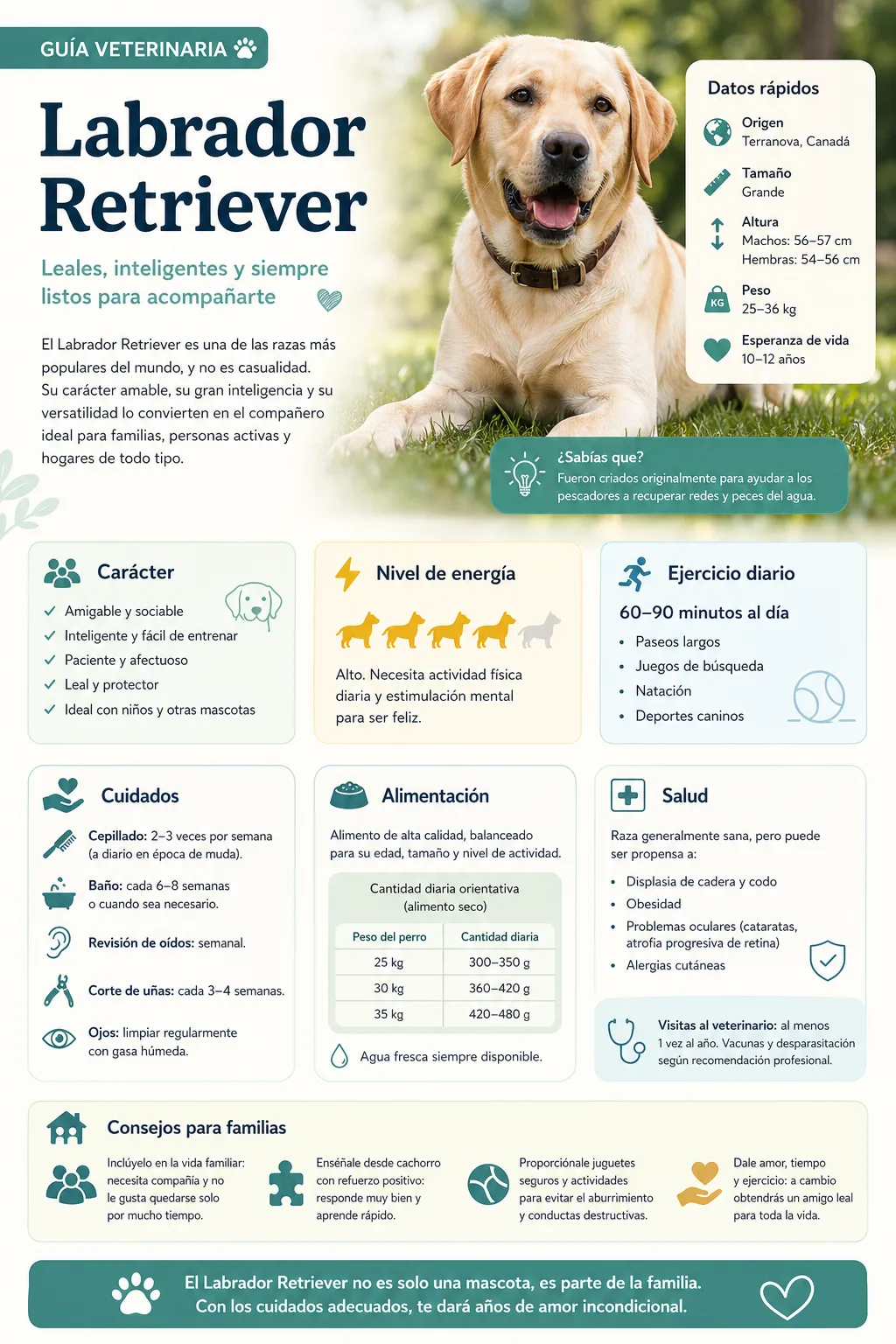 Guía visual del labrador retriever