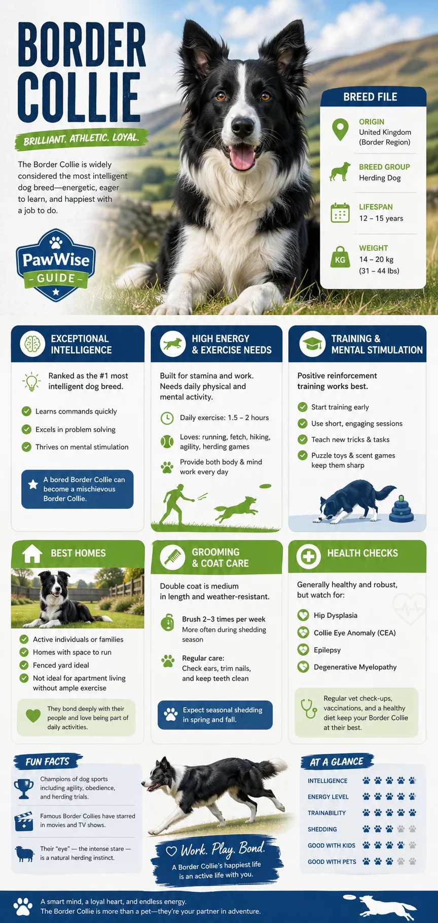 Border Collie Breed Guide