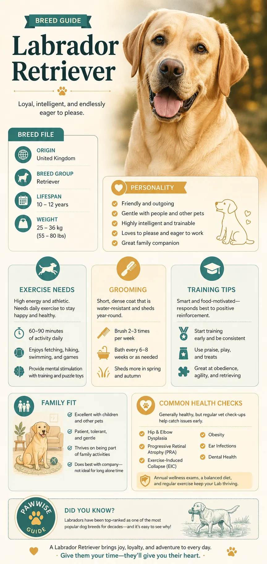 Labrador Retriever Breed Guide