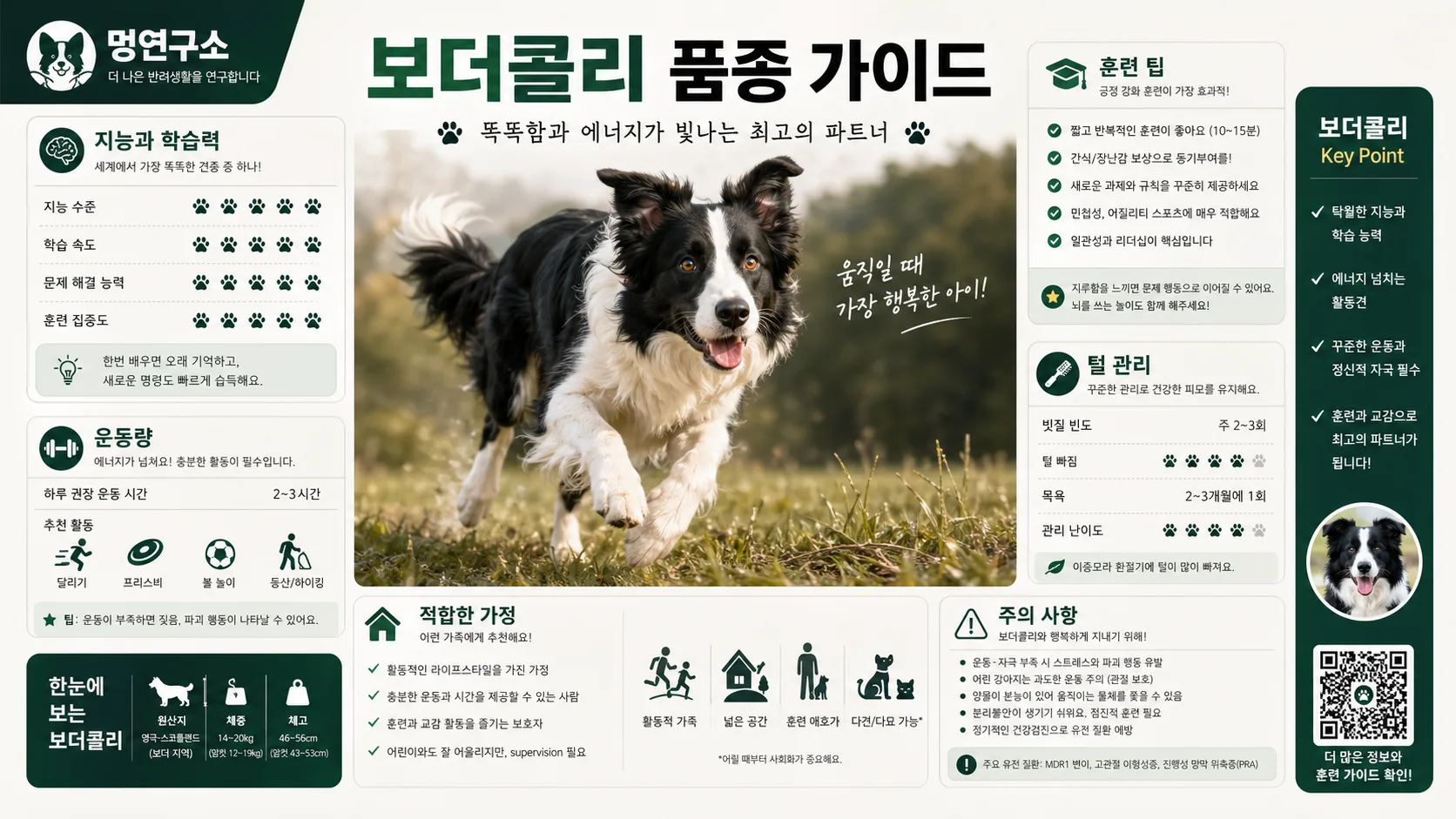 보더콜리 품종 가이드
