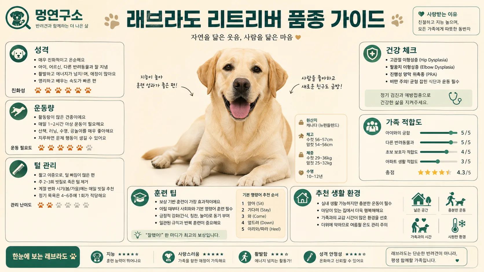 래브라도 리트리버 품종 가이드
