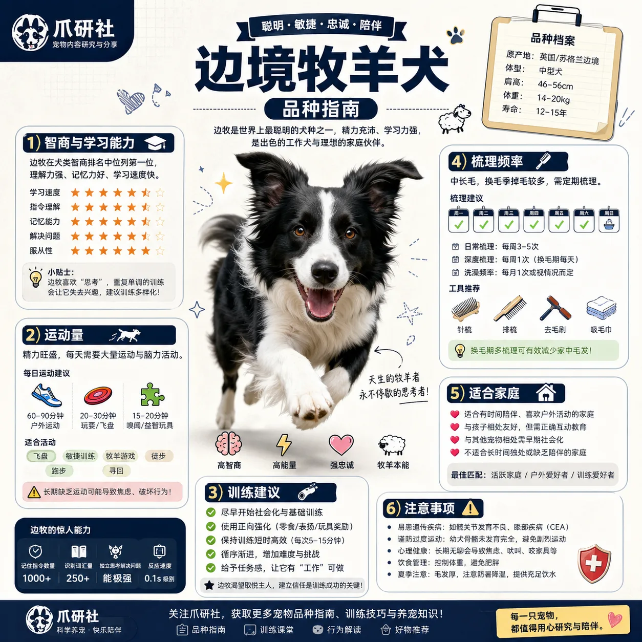 爪研社边境牧羊犬指南